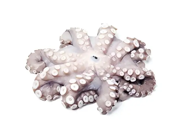 Pulpo Congelado Tamaño 1kg - Caja 10 kg