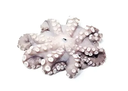 Pulpo Congelado Tamaño 1kg - Caja 14.2kg